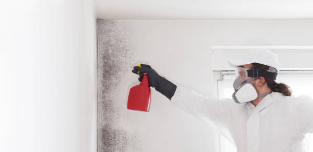 Best Mold Cleaning Services  in Greensburg, KY
