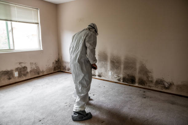 Best Certified Mold Removal  in Greensburg, KY