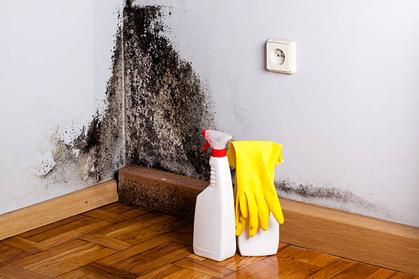 Best Crawl Space Mold Removal  in Greensburg, KY